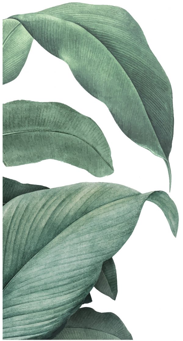 Tropické listy Nálepka na stenu. Obrovské listy – Samolepiace dekorácie na stenu 4 Objednajte tlač online – rýchlo a bez starostí. Doručenie po celom Slovensku. Letáky, vizitky, bannery, billboardy a viac. - Štýlové samolepiace nálepky na stenu – jednoduchá aplikácia, kvalitná tlač a dlhá životnosť.
