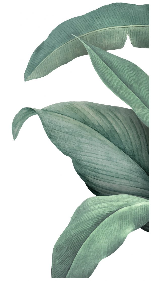 Tropické listy Nálepka na stenu. Obrovské listy – Samolepiace dekorácie na stenu 5 Objednajte tlač online – rýchlo a bez starostí. Doručenie po celom Slovensku. Letáky, vizitky, bannery, billboardy a viac. - Štýlové samolepiace nálepky na stenu – jednoduchá aplikácia, kvalitná tlač a dlhá životnosť.