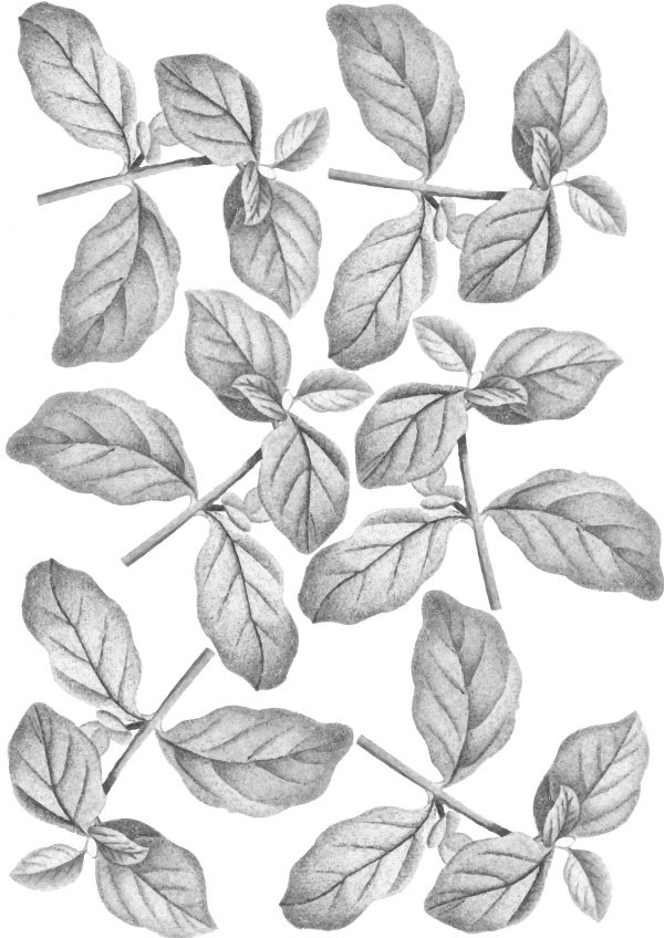 Kvetinová nálepka na stenu. Čiernobiela kvetinová – Kvetinové nálepky na stenu do interiéru 3 Objednajte tlač online – rýchlo a bez starostí. Doručenie po celom Slovensku. Letáky, vizitky, bannery, billboardy a viac. - Elegantné kvetinové nálepky pre útulný domov. Kvalitná tlač, jednoduchá aplikácia.