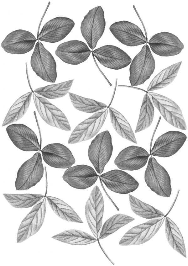 Kvetinová nálepka na stenu. Čiernobiela kvetinová – Kvetinové nálepky na stenu do interiéru 4 Objednajte tlač online – rýchlo a bez starostí. Doručenie po celom Slovensku. Letáky, vizitky, bannery, billboardy a viac. - Elegantné kvetinové nálepky pre útulný domov. Kvalitná tlač, jednoduchá aplikácia.