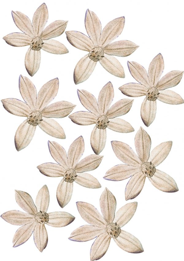 Objednajte tlač online – rýchlo a bez starostí. Doručenie po celom Slovensku. Letáky, vizitky, bannery, billboardy a viac. - Elegantné kvetinové nálepky pre útulný domov. Kvalitná tlač, jednoduchá aplikácia.